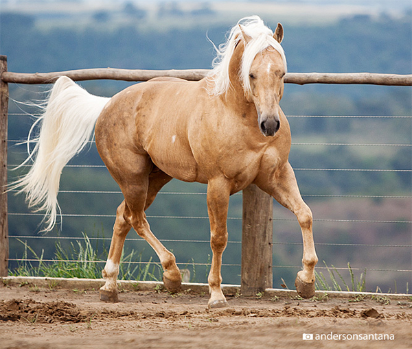 Een palomino Quarter Horse