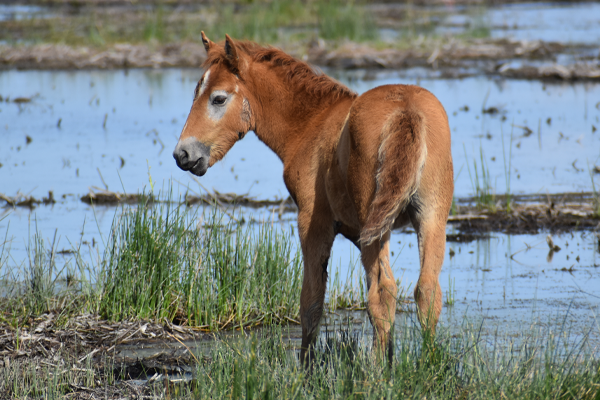 Een Camargue veulentje dat gaat schimmelen