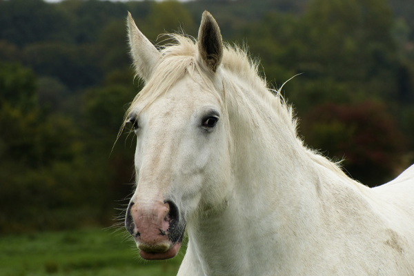 Een schimmel Boulonnais merrie
