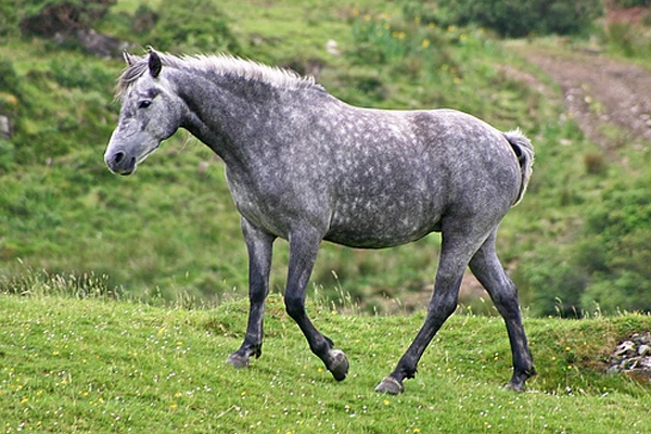 Een appelschimmel Connemara