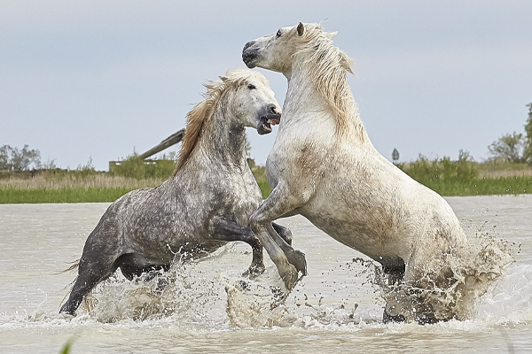 Twee schimmelpaarden