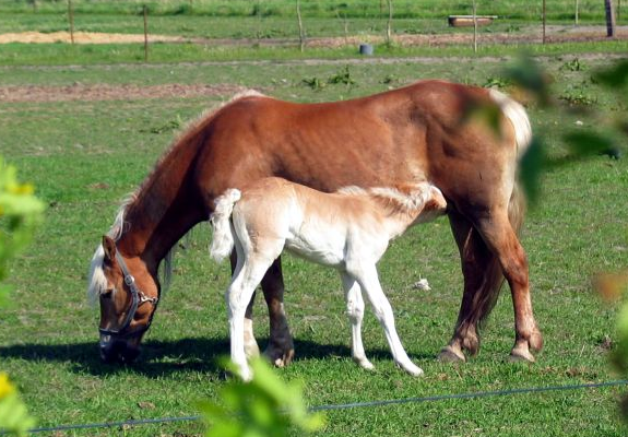 Een paard met veulentje in de weide