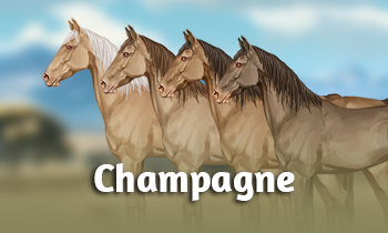Genetica bij paarden #13A: Champagne