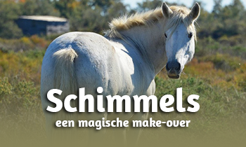 Genetica bij paarden #15A: Schimmels